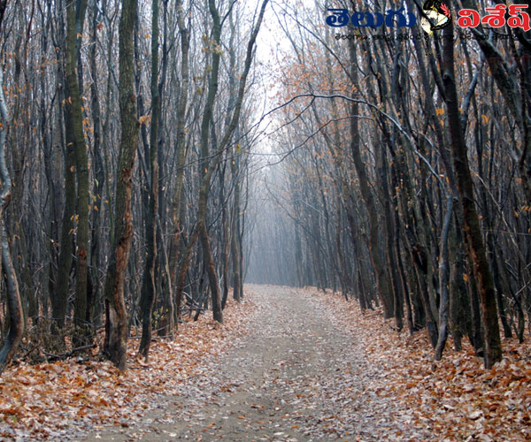 haunted tourist places | strange tourist places | హోయి బాసియు ఫారెస్ట్ (Hoia Baciu Forest) | Photo 9of 9