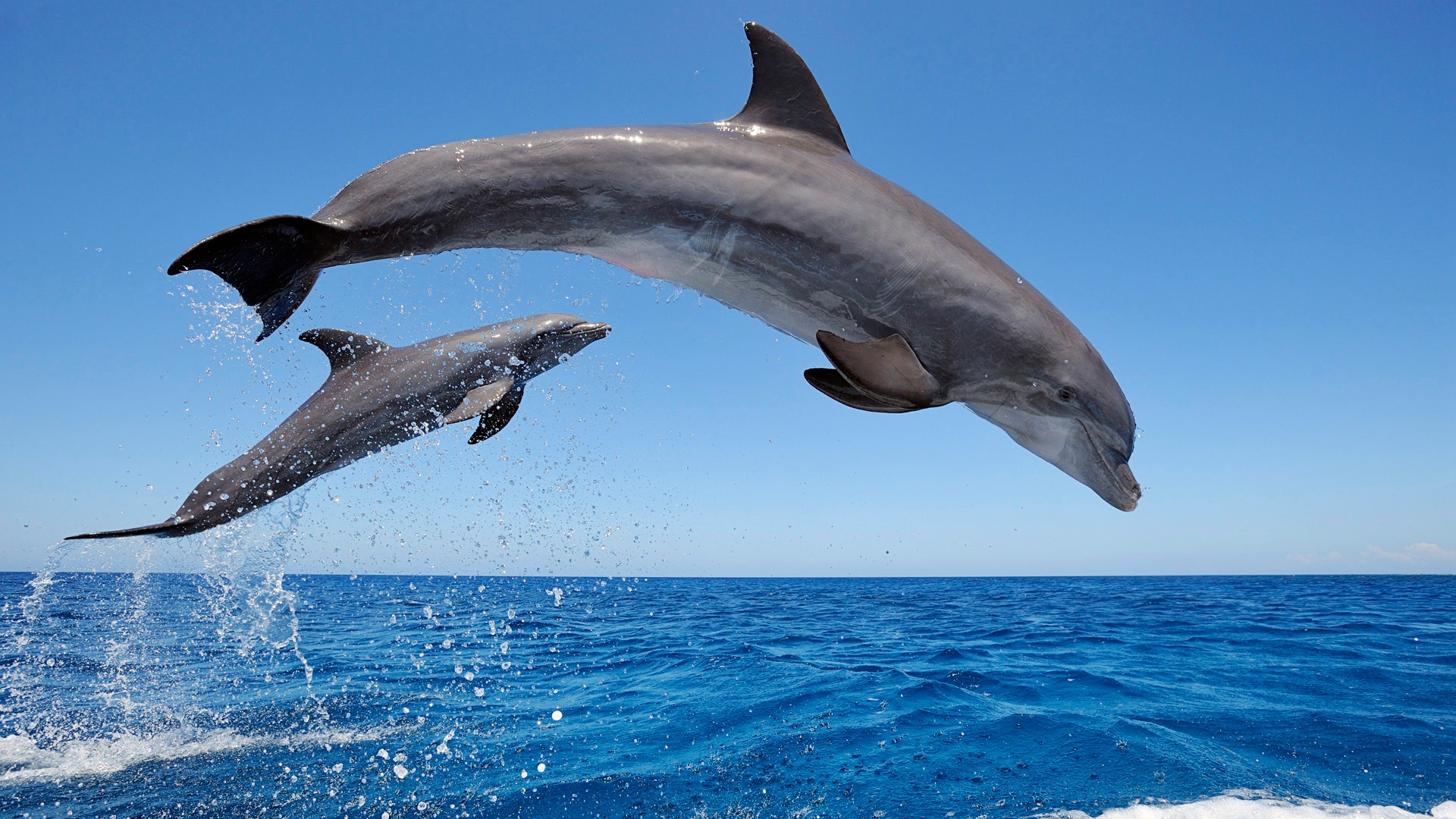 common_bottlenose_dolphins-1920x1080 | Photo 1of 1 |  | 