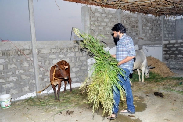 Pawan Kalyan Gow Seva Photos
