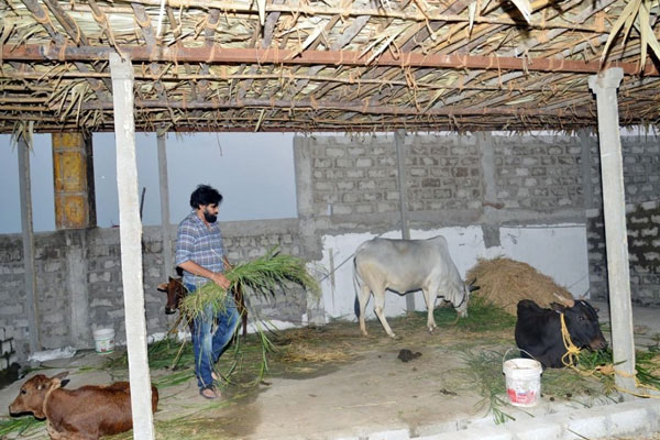 Pawan Kalyan Gow Seva Photos