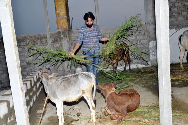 Pawan Kalyan Gow Seva Photos