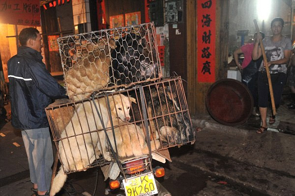 dog-eating-3