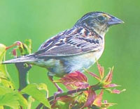 sparrow