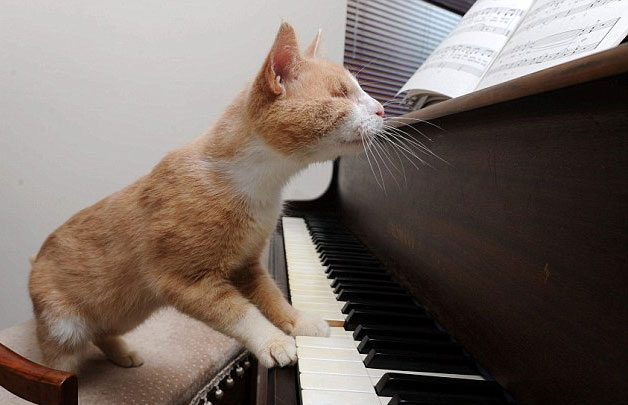 Meet Stevie Wonder the blind piano-playing cat who loves to entertain himself by tinkling the (ebony and) ivories 