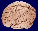 Brain works overtime to let us regain sense of smell after cold