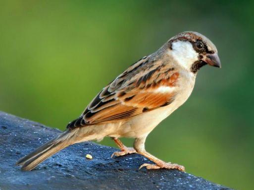 Delhi adopts humble sparrow as its state bird