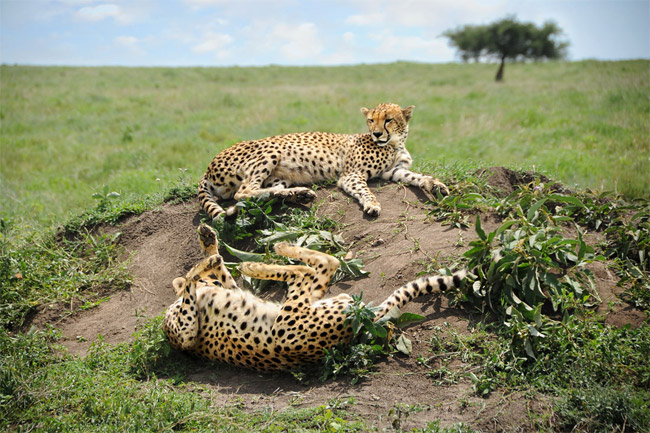 Cheetah Roaming in Shamshabad