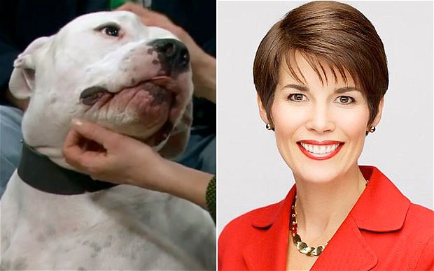 Dog bites TV anchor's face during LIVE show