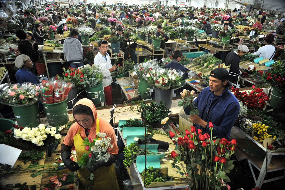 Florists do brisk business thanks to Valentine's Day  
