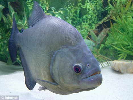 Piranha Bites Off Tip of Illinois Tot's Finger