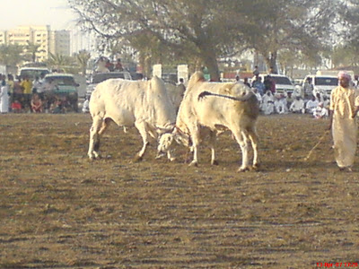 Bull fight in Vemulawada