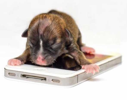 Worlds smallest dog might be in South Carolina