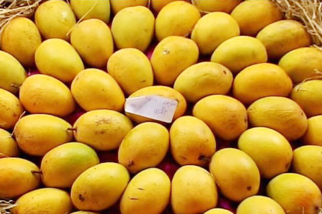 One killed in clash over plucking of mangoes
