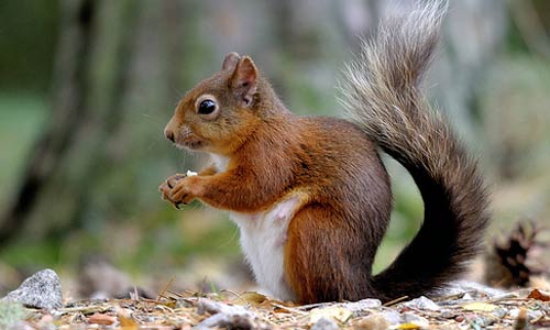 redsquirrel