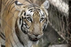 Man eater tiger killed at ooty