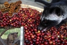 Civet coffee highest cost in world