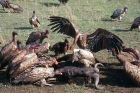 Vultures conservation at coimbattore
