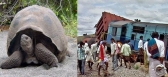 Tortoise meat effts and train accident