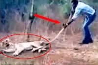 Indian man pulling wild lion by tail and pokes injured lion with a stick