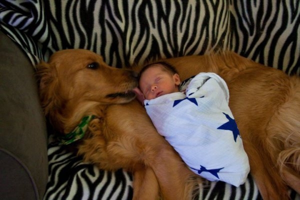 Newborn Baby Sleeping on Dog