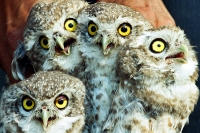 Uttarakhand people culture deepavali festival superstitions owl sacrifies