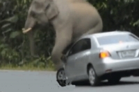 Wild elephant climbs on car in thai national park