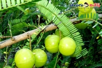 Amla health beauty skin benefits health disease heart problems eye sight