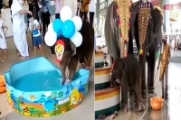 Baby elephant would rather play with water during naming ceremony in temple