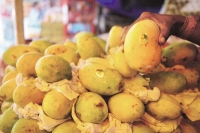 Andhra pradesh s banganapalle mango gets gi tag