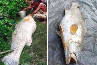 Too mach 52kg fish sells for rs 3 lakh in sundarbans