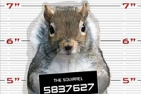 Cases filed aganist the squirrel and monkey