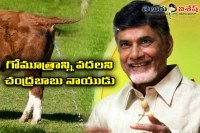 Chandrababu naidu on cow urine