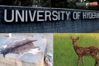 Spotted deer hunted in hyderabad central university