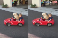 Dog drives small car