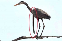 Horror moment eel bursts its way out of herons throat while it s flying away