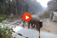Elephant breaks gate of railway level crossing