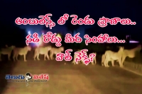 Woman delivers baby between lions