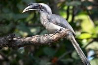 Rear indian grey hornbill bird caught on camera