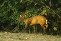 Telangana indian muntjac found in asifabad forests after 25 years