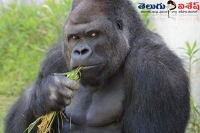 Ladies were flirt for a handsome gorilla in japan