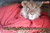 Lion cannot sleep without his blanket