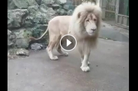 Huge lion terrified by tiny water bubble