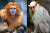 Seventeen endangered monkeys stolen from french zoo