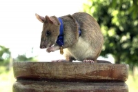 Giant rat wins animal hero award for sniffing out landmines