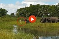 Baby elephant escaped from crocodile