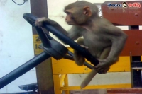 Monkey drives state transport bus in up
