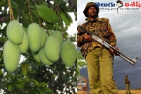 Police secutiry for the mango trees