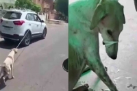 Case registered against well know doctor for cruelty towards his dog in jodhpur