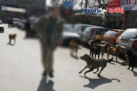 Street dogs help delhi police crack murder case