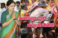 Sasikala natarajan behind jallikattu protest